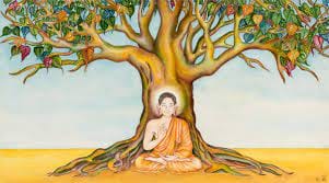 Bodhi Seed (THE Actual Tree) -  - Custom Malas: THE SEEDS  FROM THE BODHI TREE IN BODHGAYA, INDIA